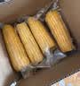 佳农东北水果玉米甜玉米棒10袋*220g  开袋即食源头直发 生鲜中秋送礼 实拍图