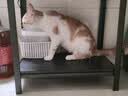 instinct天然百利猫粮进口无谷鸡肉幼猫粮专用4.5磅/2kg 实拍图