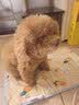 HELLOJOY宠物电热毯防水恒温加热垫狗窝猫窝专用冬天窝猫咪狗狗保暖电褥子 实拍图