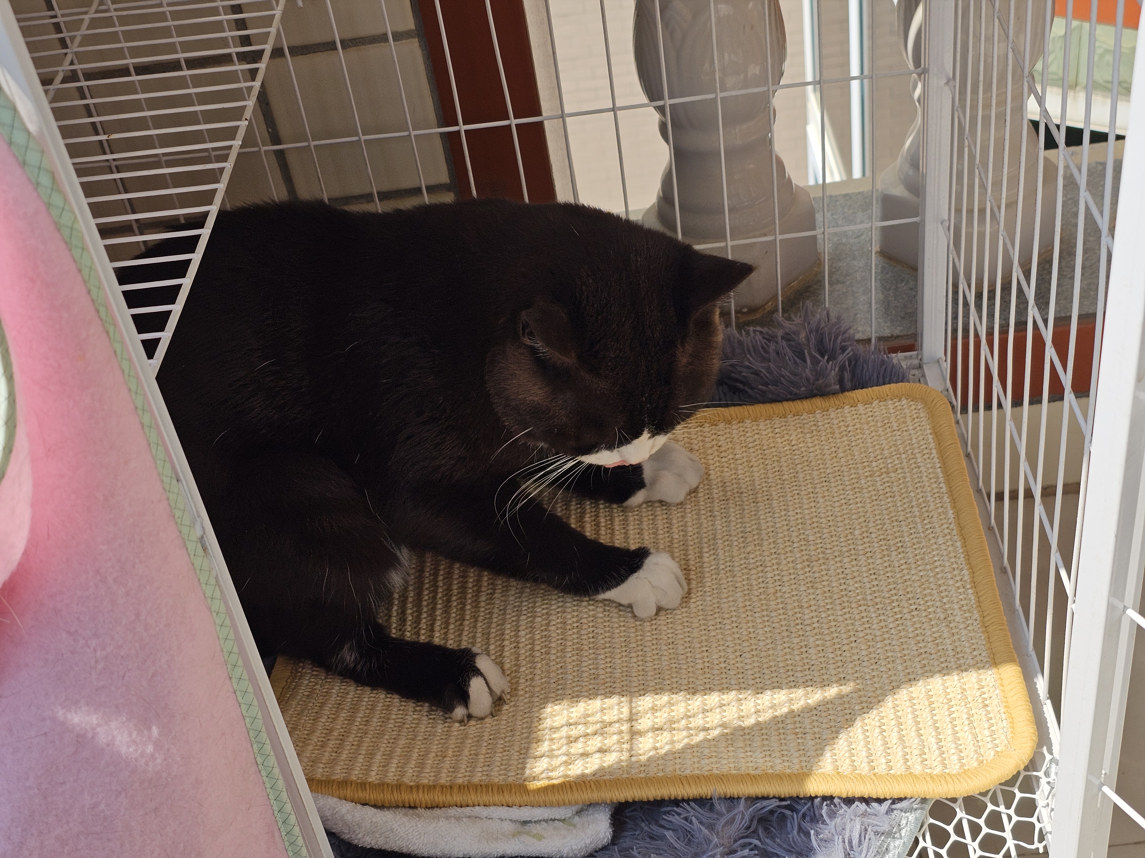 疯狂的主人猫抓板立式贴墙剑麻猫抓垫猫窝防猫抓地毯耐磨不掉屑耐抓猫抓板 实拍图