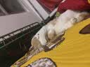 皇家猫粮 成猫猫粮 户外成猫 O30 通用粮 12月以上 4KG 实拍图