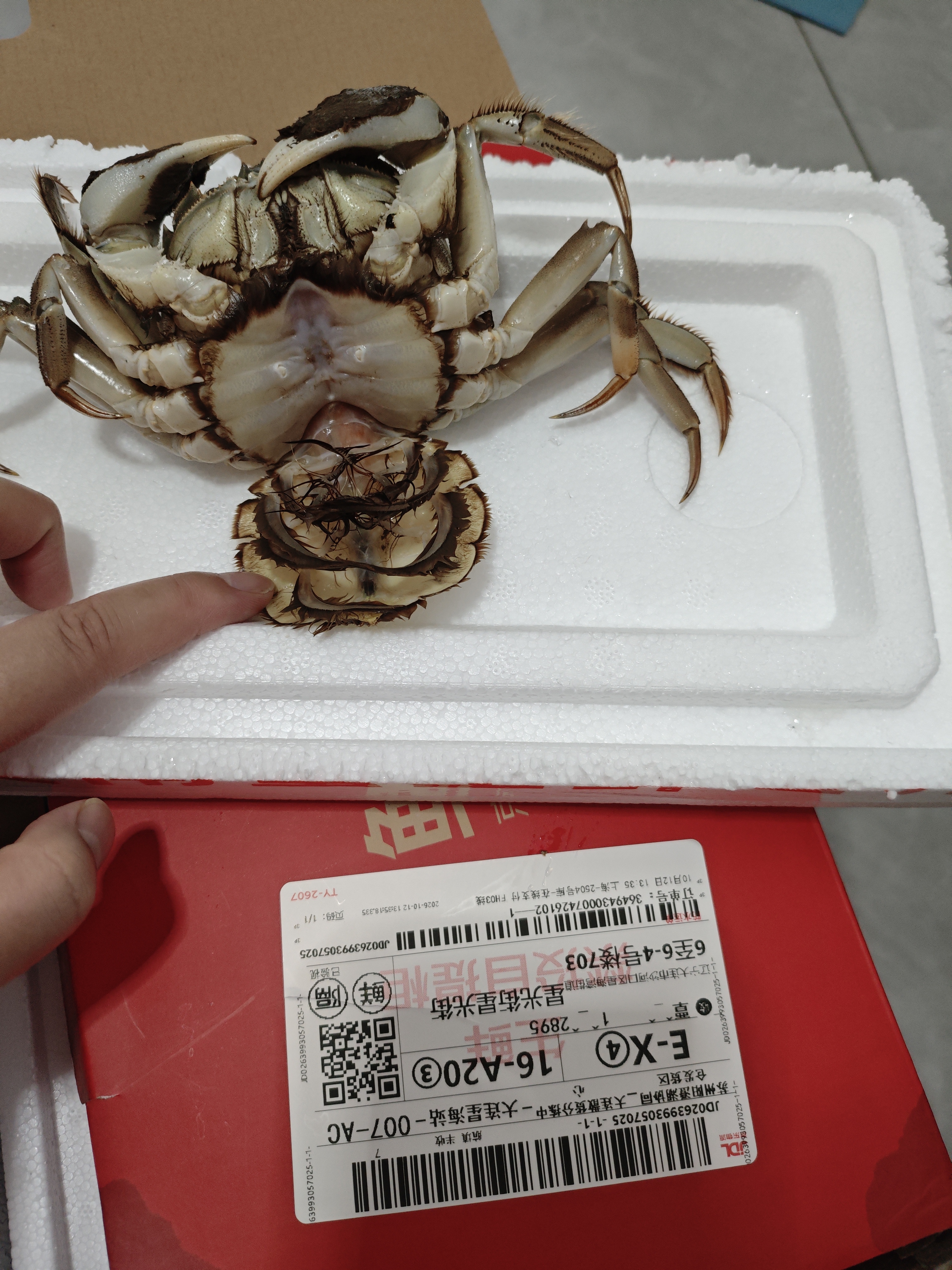 【活蟹】鲜京采鲜活大闸蟹 全母蟹3.0两 4对8只 去绳足重 蟹类生鲜螃蟹礼盒 晒单实拍图