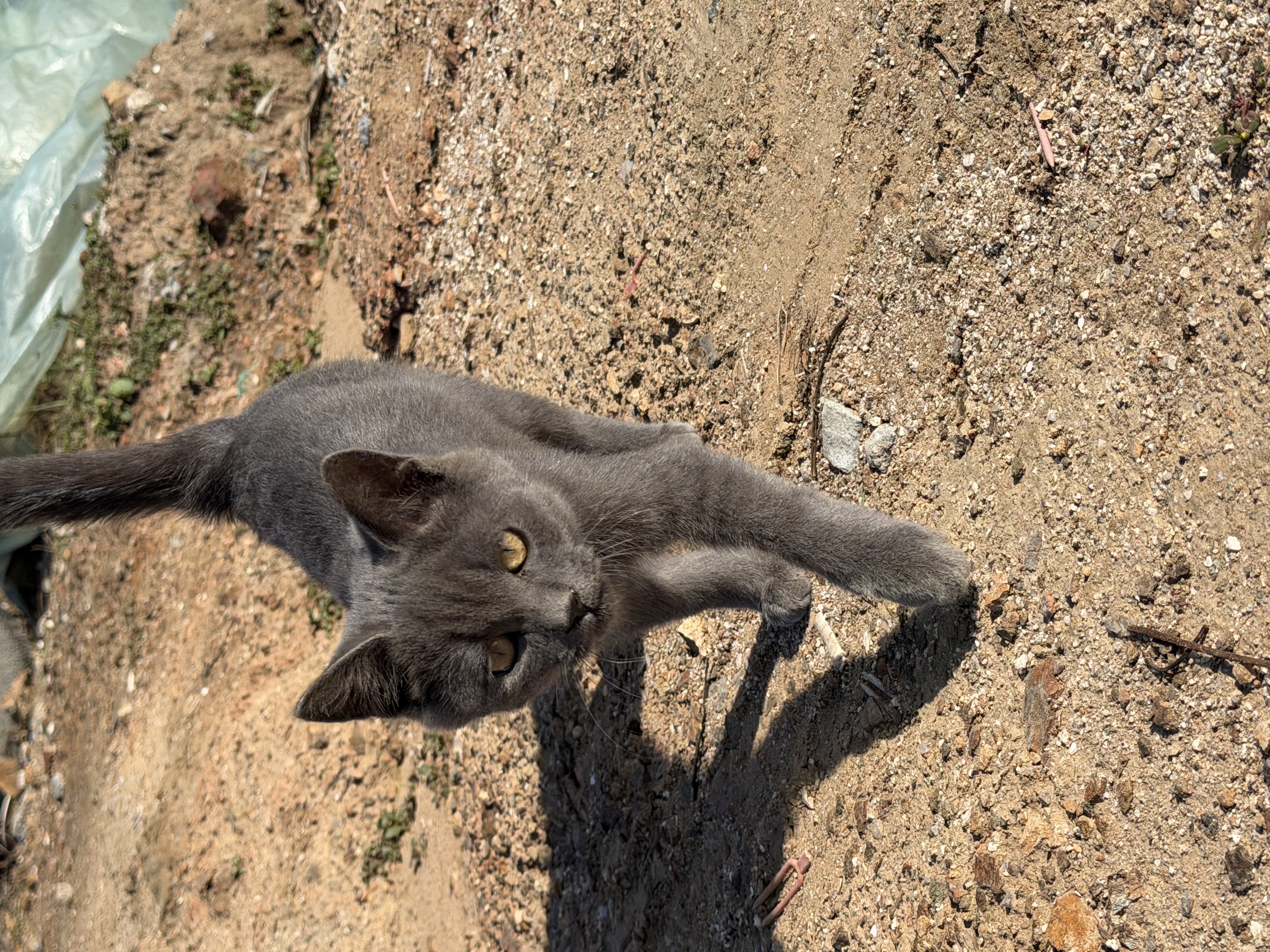 宽福（KUANFU）猫罐头鸡丝高汤补水成猫幼猫肉嫩汤鲜80g*30罐 实拍图