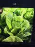 北蔬 生菜种子苗四季盆栽生吃奶油罗马生菜菜种籽 罗马生菜籽约5000粒 实拍图