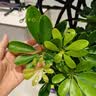 叹为观止大型植物发财树各种大颗盆栽开业乔迁客厅办公室内好养大型花卉 造型鸭脚木【1.5-1.7米】 含盆 实拍图