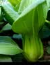 北蔬 小青菜种子苗上海青梗菜油菜种籽 速生605上海青种子50g约2万粒 实拍图