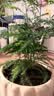 文竹盆栽绿植花卉盆景植物室内客厅水培文松云竹文竹大苗四季常青 小文竹【1颗】原盆原土球发货 高度15-25cm 实拍图