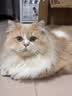 HELLOJOY猫梳子梳毛刷猫毛梳专用狗狗针梳毛发清理用品宠物猫咪去浮毛神器 实拍图