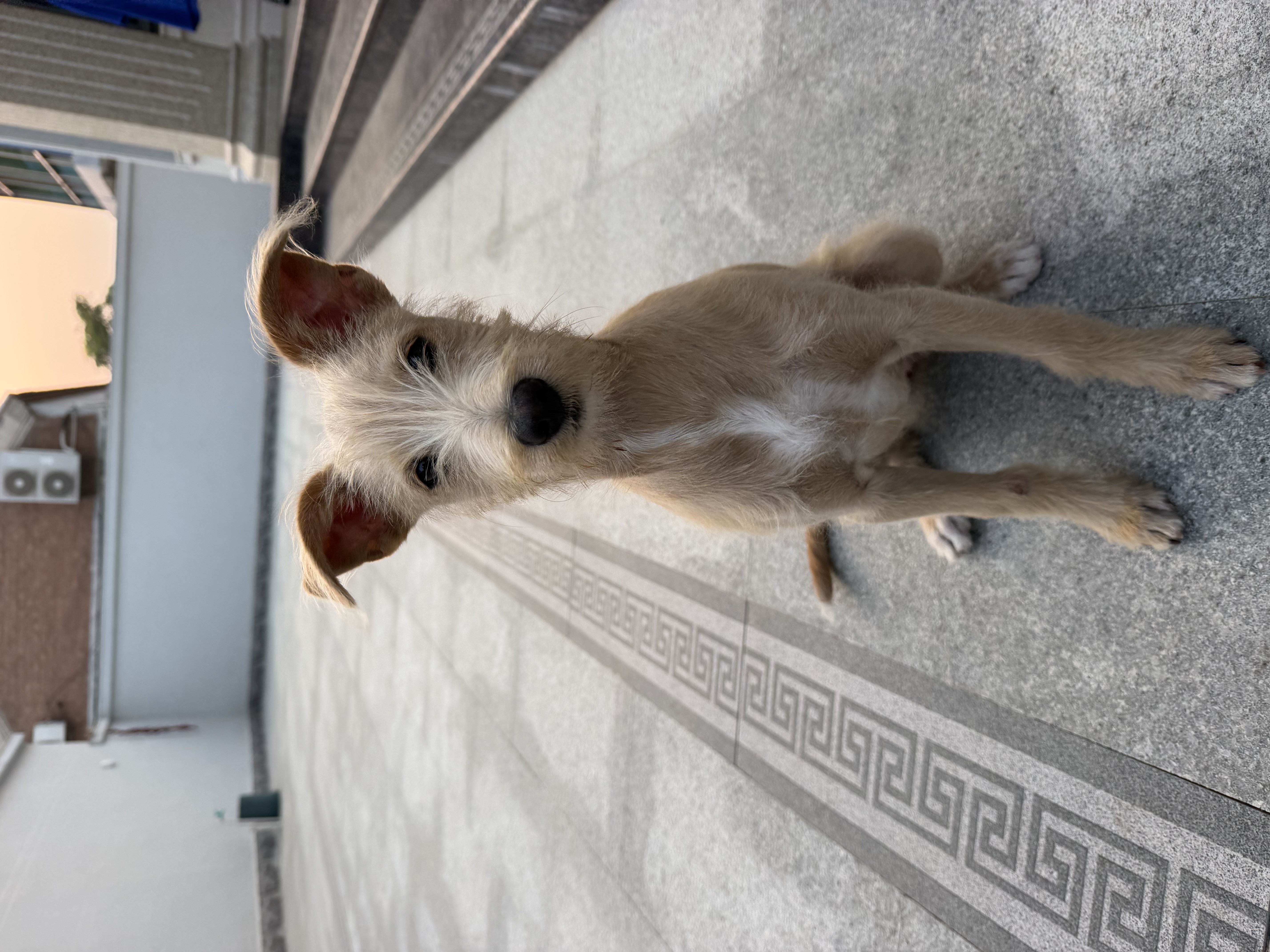 HELLOJOY狗狗零食宠物泰迪金毛幼犬成犬训练奖励 营养牛肉粒2.7斤 实拍图