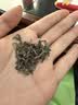 汉上锦新茶茶叶汉中炒青绿茶 陕青西乡特炒手工茶 实拍图