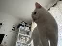 喵梵思主食猫条14g*14支猫咪成猫幼猫零食营养无诱食剂湿粮宠物湿粮猫条 鸡肉口味14g*14支 实拍图