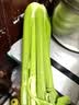 京鲜生山东新鲜大西芹净重4.5斤榨汁现挖芹菜鲜嫩蔬菜 去半叶源头直发 实拍图