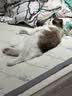 普安特宠物猫咪驱虫药驱虫体内外同驱跳蚤犬虱非泼罗尼滴剂爱滴克 实拍图