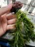 疯狂水草懒人水草植物直接入缸火山石鱼缸造景套餐20-40cm缸源头直发包邮b 实拍图