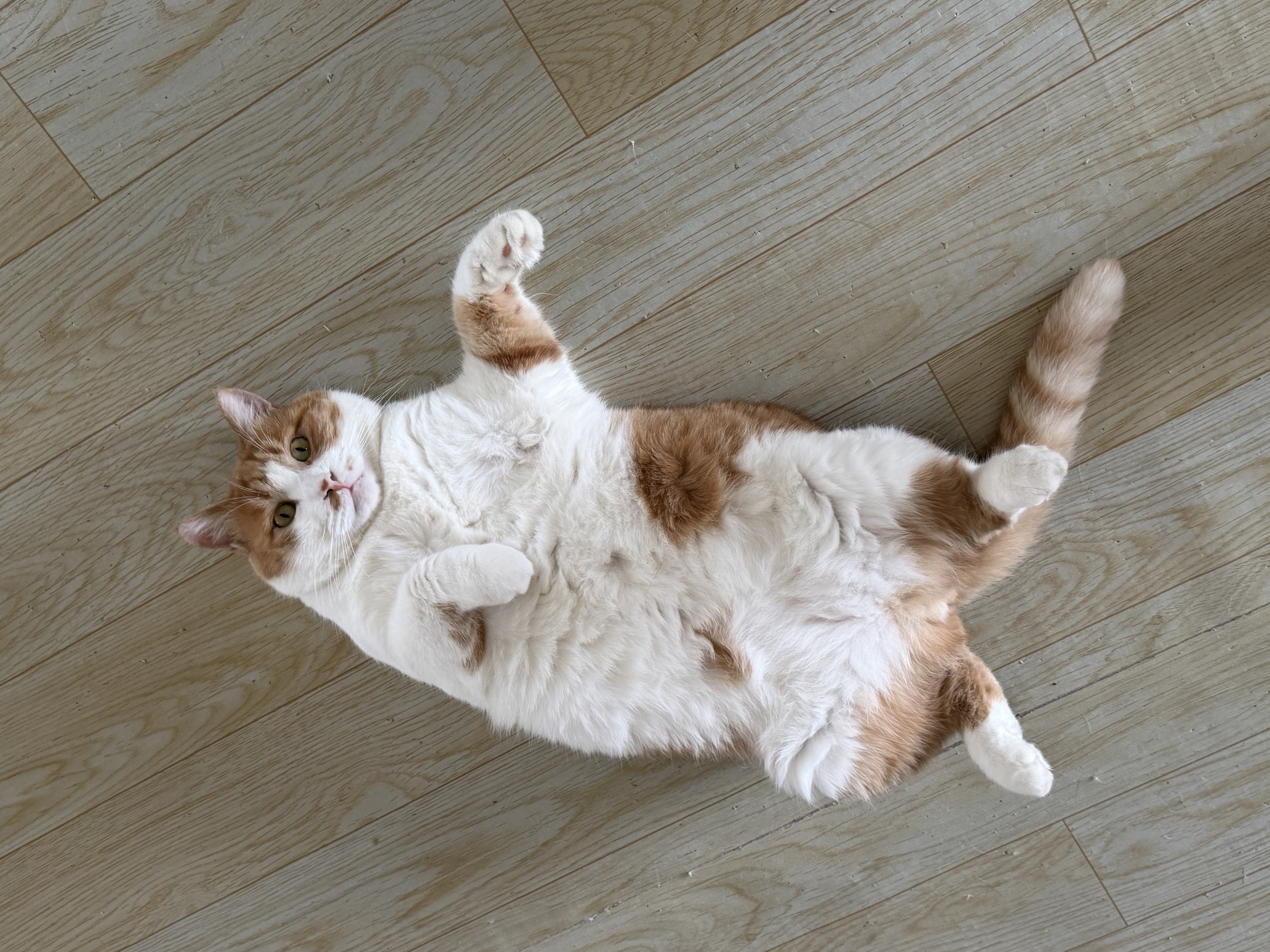 比瑞吉爱不将就藻鱼儿猫粮 全价成猫粮6KG 含三文鱼螺旋藻 实拍图