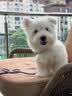 小佩智能宠物烘干箱MAX白色 宠物全自动吹毛机猫犬洗澡神器 实拍图