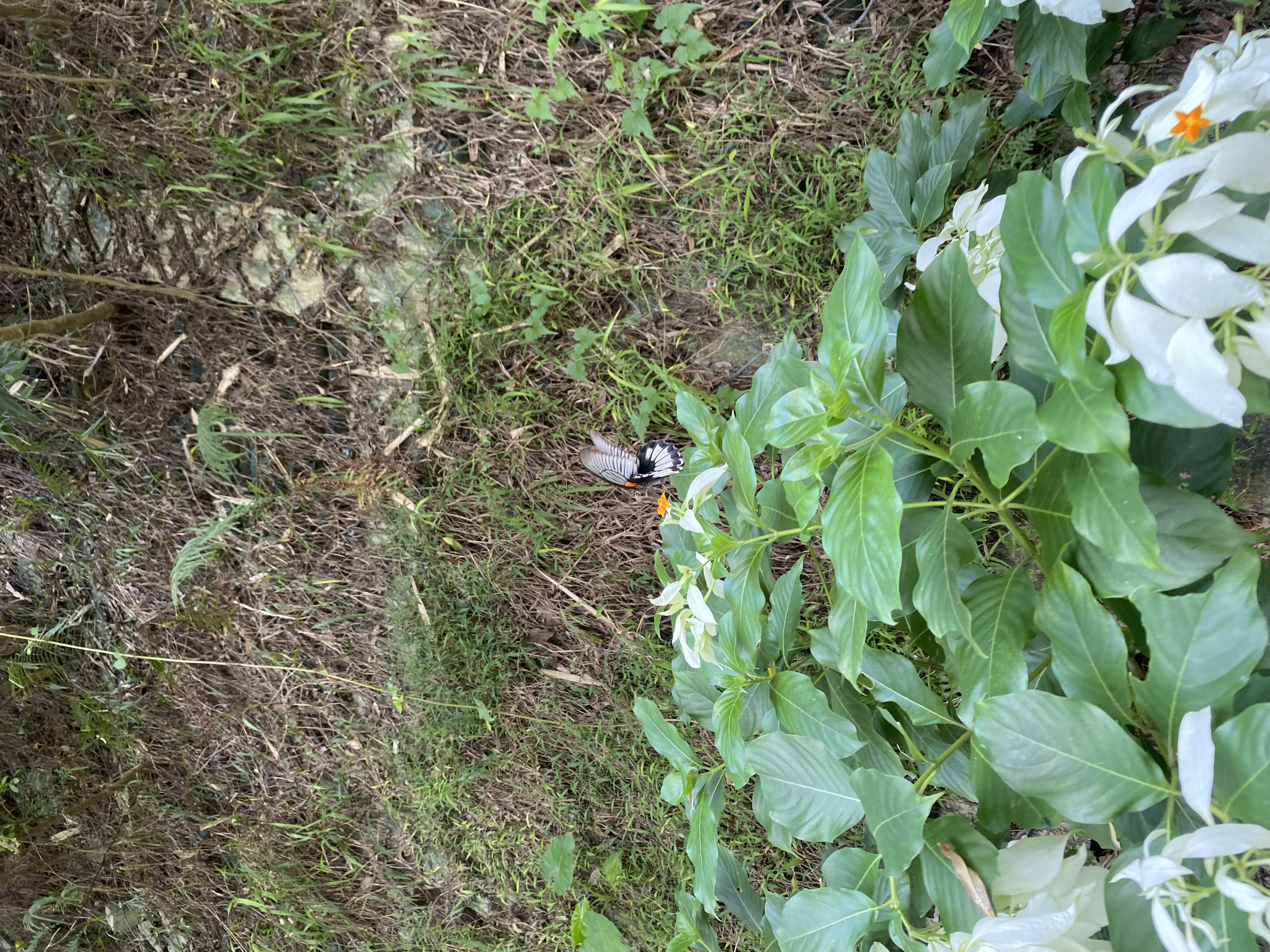 沭之美富贵竹水培客厅绿植招财旺宅花卉植物水养常青竹子文昌竹源头直发 实拍图
