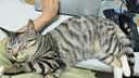 好主人（CARE）金装好主人猫粮无谷猫粮全价成猫通用80%含肉量10kg【宠物金选】 实拍图
