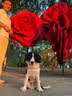 宠华仕【升级全管加强 】狗笼中型犬大型犬狗笼子宠物狗狗笼子金毛用品 六面全管-95*65*85CM 建议60斤内 实拍图
