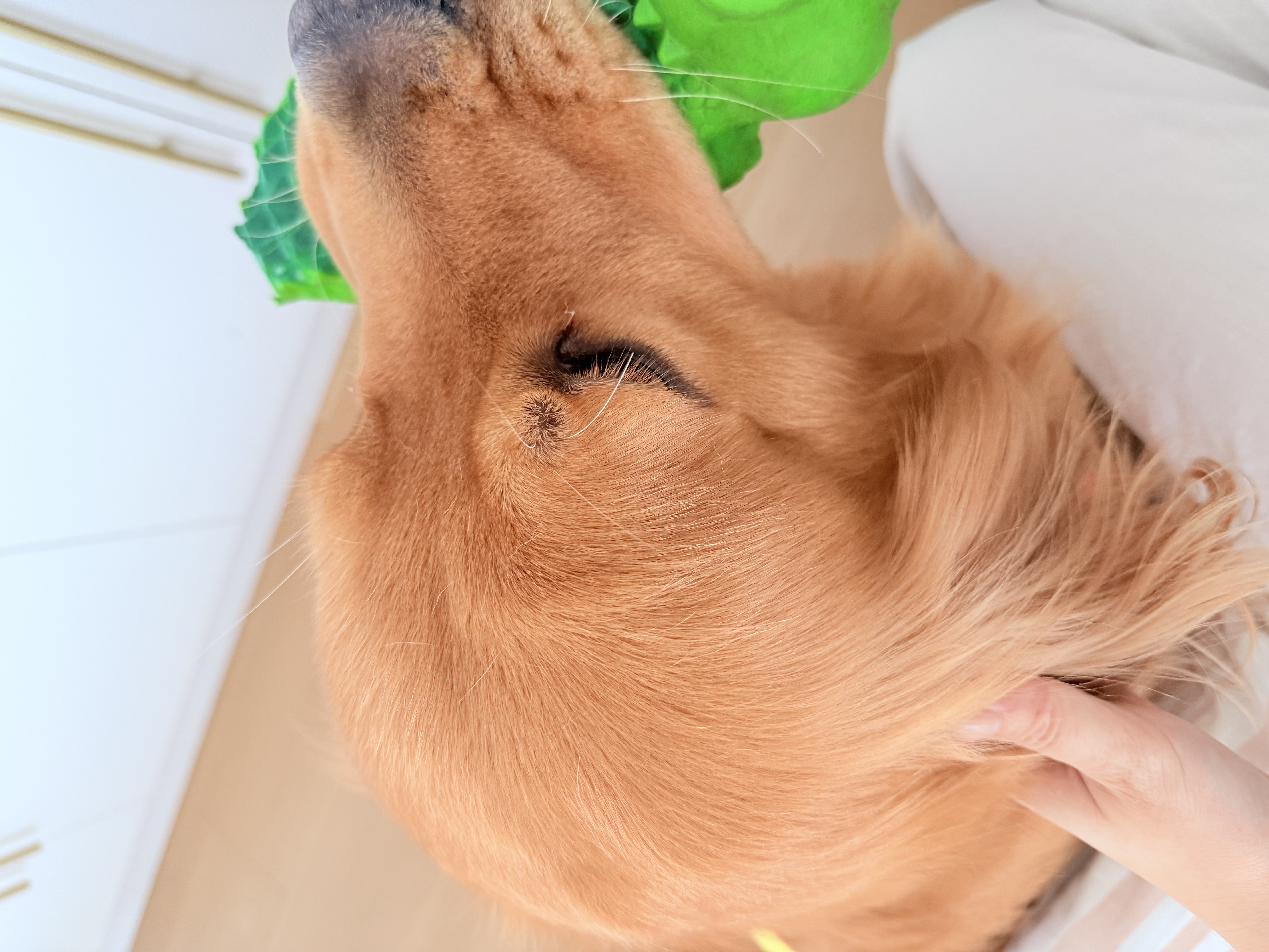 疯狂小狗小耳朵冻干夹心狗粮柯基比熊小型犬幼成犬通用护肠胃粮4.5kg9斤 实拍图