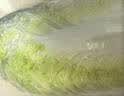 【霜打菜】翡翠褶大白菜1.2kg 实拍图