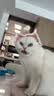 巴斯夫呋虫胺杀虫剂喷雾跳蚤药蚂蚁臭虫苍蝇床上家用室内宠物猫狗窝2g*3 实拍图