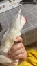 Swisse斯维诗 维生素C泡腾片 增强保护力 促进铁钙吸收 蓝帽认证 20片*3 实拍图