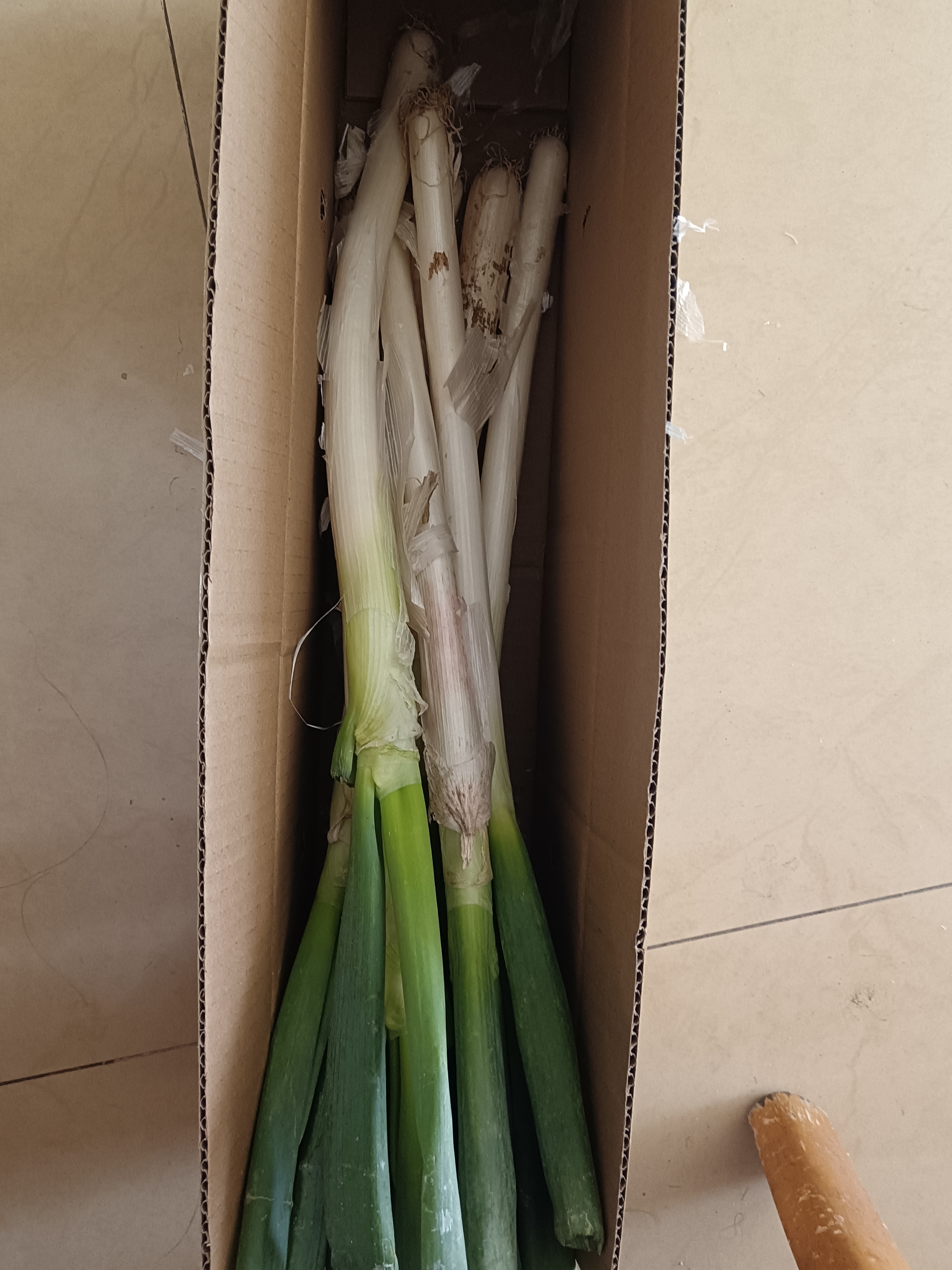 山东大葱去皮裁半叶新鲜蔬菜水果大葱调料生鲜净葱长白葱 优选 带箱2斤净重1.5斤 现挖现发 实拍图