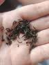 一杯香茶叶绿茶正宗明前毛尖茶250g2026新茶礼盒装礼品送礼自己喝散装 实拍图