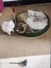 家可美（jiakemei）宠物除臭剂生物酶尿臭分解除味室内狗狗猫咪猫砂去尿骚喷雾1500ml 实拍图