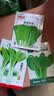 ldeal理想农业 速生奶油快菜种子小白菜青菜种籽阳台种植四季蔬菜种子 实拍图