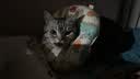 Orijen渴望猫粮 成猫幼猫粮 全价通用无谷原味鸡肉进口1.8kg效期27/5 实拍图