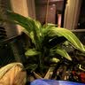 叹为观止大型植物发财树各种大颗盆栽开业乔迁客厅办公室内好养大型花卉 天堂鸟【1.5-1.7米】 含盆 实拍图