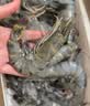 禧美海产鲜冻黑虎虾4斤 大规格21-25只/kg 超大单冻大虾 海鲜礼盒 实拍图