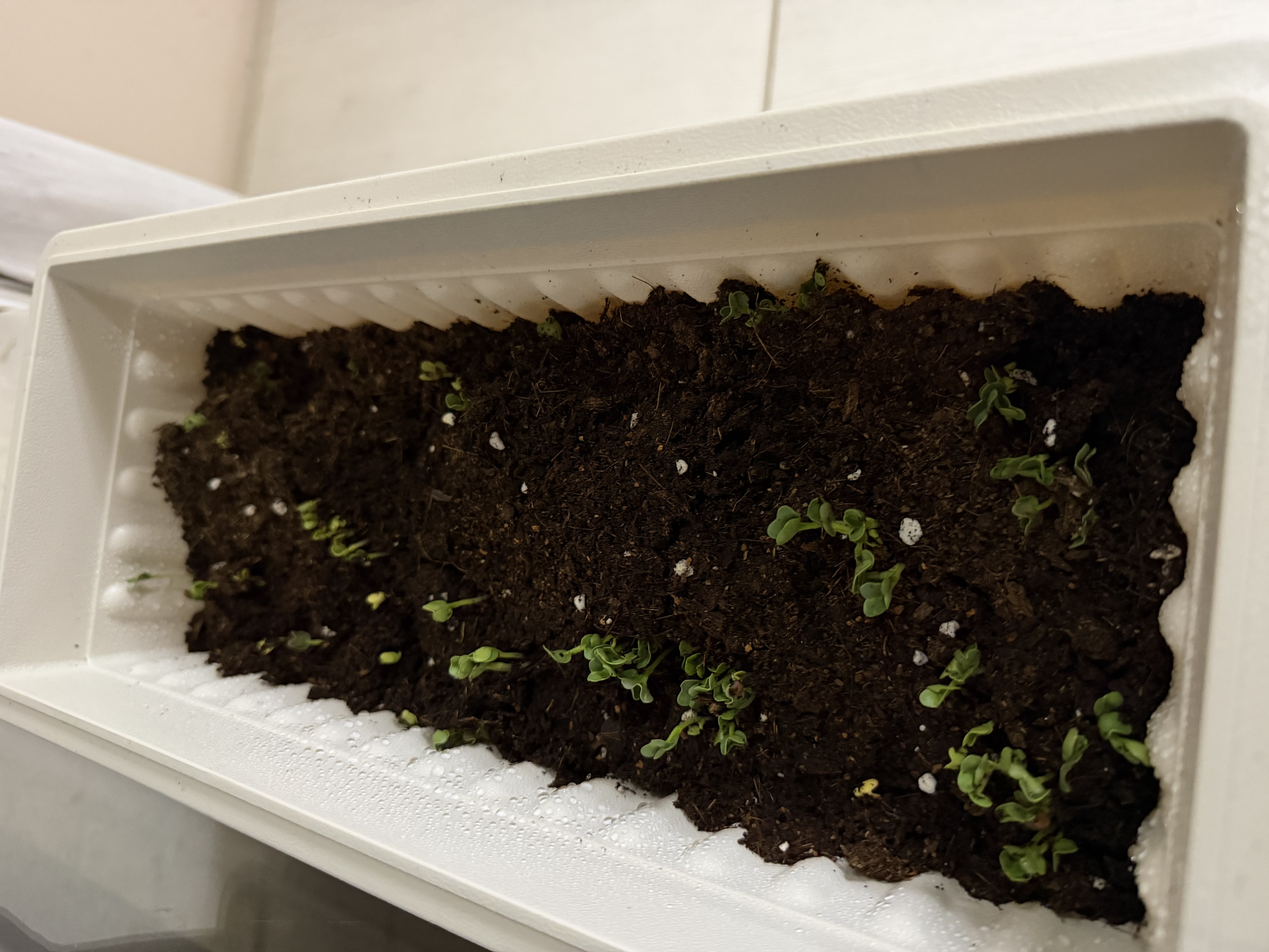 史丹利3L包装营养土园艺有机土通用型种花种菜养花专用泥炭土壤种植土 实拍图
