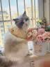 佩玛思特PetMaster深海鱼系列猫粮成猫去毛球猫粮2kg 实拍图