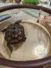 YEE不锈钢加热棒防爆自动恒温水族箱加热器鱼缸小型乌龟缸加温棒 小胖温度计 实拍图