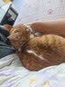 网易严选宠爱相伴全价猫粮 实惠宠物主粮成幼猫爱心公益 美毛护肠胃 1.8kg 实拍图