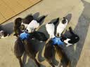 麦富迪猫粮 冻干鲜粮高蛋白成幼猫粮助力免疫 乳鸽鸡肉5.4kg 实拍图