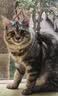 疯狂的主人防猫抓沙发贴皮保护布艺家具猫抓垫可裁剪自粘修补沙发猫抓板墙贴 实拍图