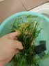 疯狂水草懒人水草植物直接入缸火山石鱼缸造景套餐20-40cm缸源头直发包邮b 实拍图
