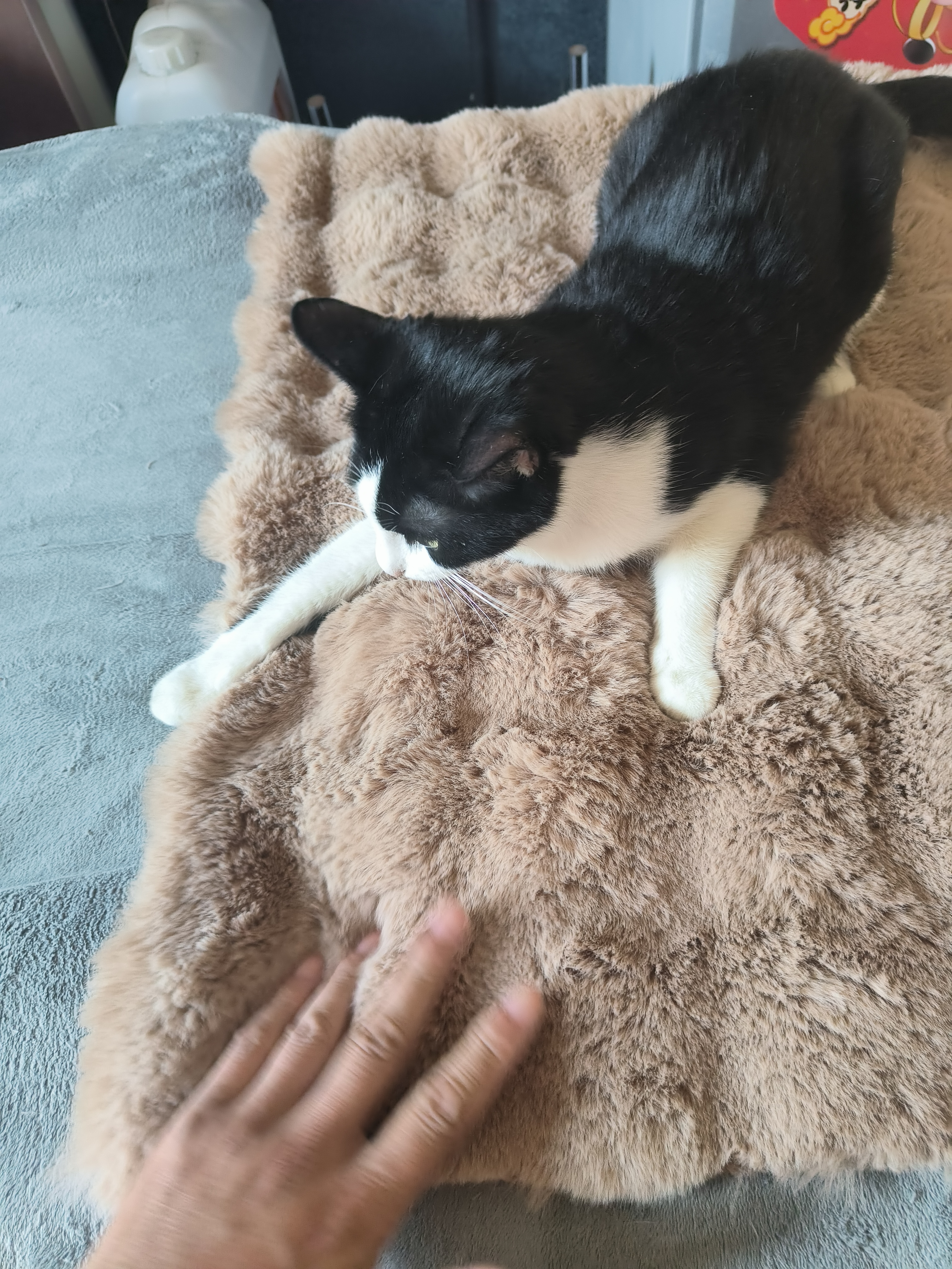 HELLOJOY猫窝垫子猫毯子冬季睡觉用宠物猫咪毛毯保暖狗窝冬日加厚兔绒睡垫 实拍图