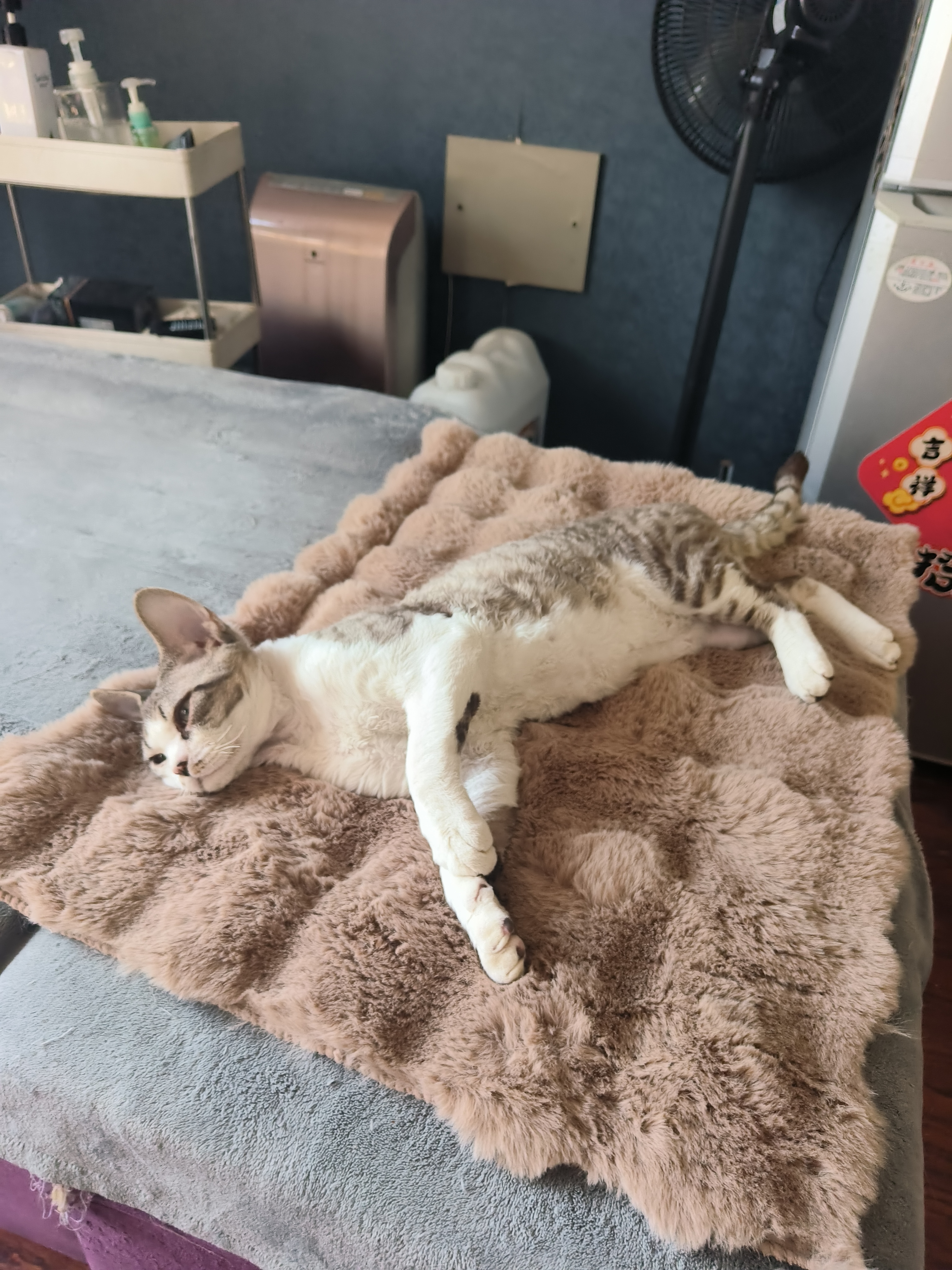 HELLOJOY猫窝垫子猫毯子冬季睡觉用宠物猫咪毛毯保暖狗窝冬日加厚兔绒睡垫 实拍图