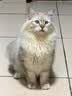 皇家猫粮 成猫猫粮 室内长毛猫 ILH35 通用粮 1-7岁 4.5KG 实拍图