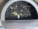 碧潭飘雪茉莉花茶 峨眉山特级50g*2双罐礼盒装 浓香伴手礼35007 实拍图