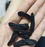 西域美农 蓝宝石葡萄干200g 超大号甄选富钾无籽无添加果干1号会员店专供 实拍图