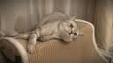伟嘉主食猫罐头软包 猫主食餐包湿粮 进口成猫妙鲜包85g*12混合味 实拍图