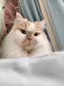 玫斯（metz）猫粮无谷天然猫粮成猫幼猫全阶段鲜肉孕猫全价奶糕猫粮 玫斯无谷鲜肉全猫粮10KG 实拍图