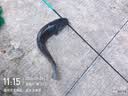 【爆品鱼竿】手竿超轻超硬鱼杆垂钓鲫鱼竿短节溪流竿特价鱼竿28调 2.7m (实际长度2.4米) 实拍图
