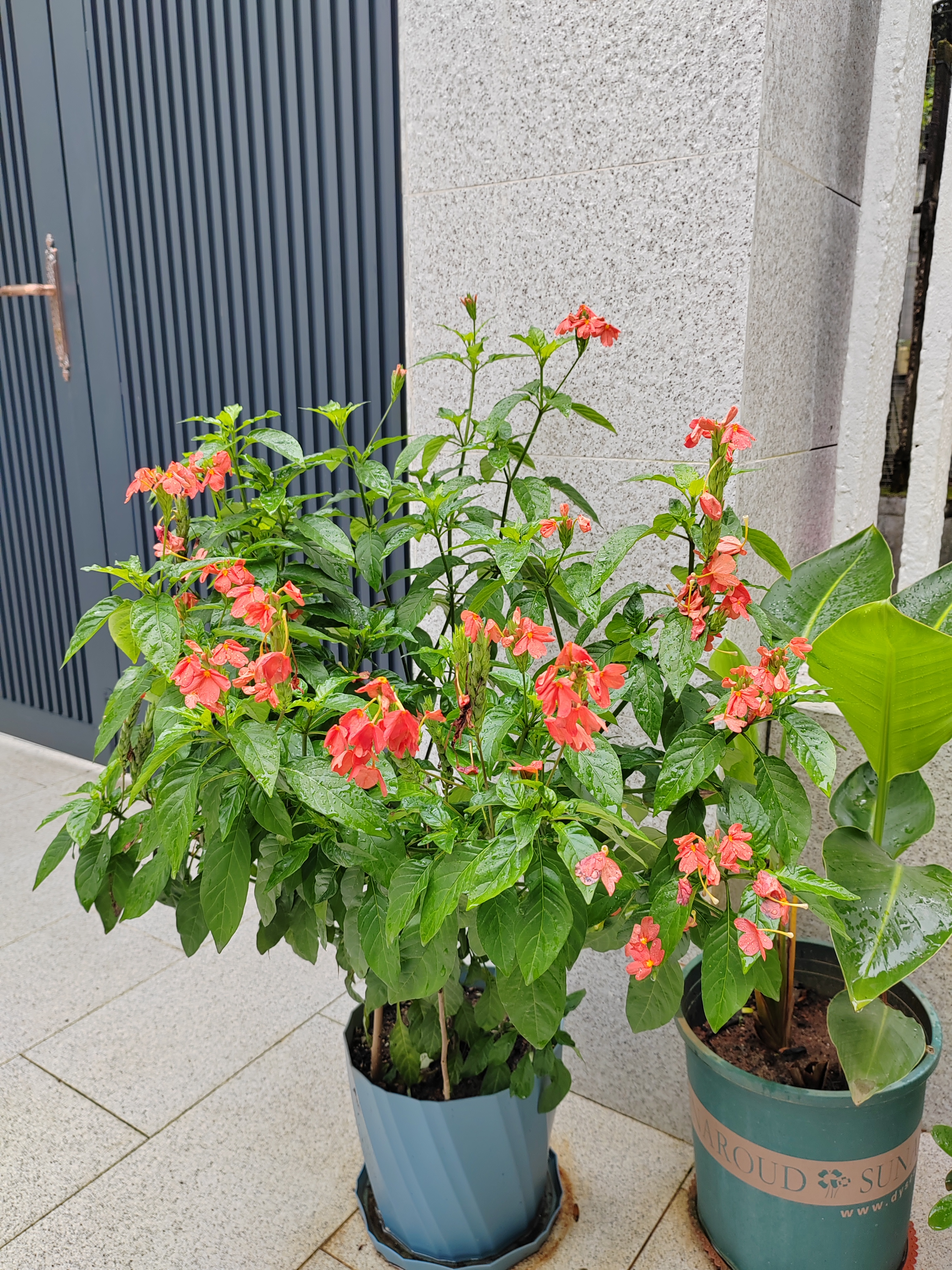 耐德斯特8/12mm中管挂式雾化喷头浇花浇菜种植物喷淋灌溉喷雾器 10个装 实拍图